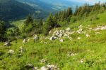 2014-07-05_Laengental-N-Hochweg (781). JPG